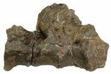 Three Fused Igaunodon (Mantillisaurus) Sacral Vertebrae - England #123556-1